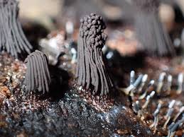 Image result for Stemonitis splendens
