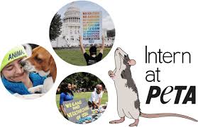 Intern At Peta Or The Peta Foundation Peta