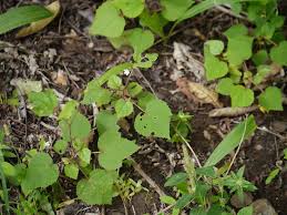 Image result for Hibiscus lobatus