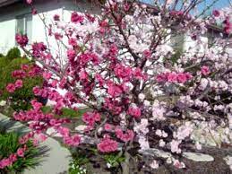 Check spelling or type a new query. Flowering Peach March 3 2009 Youtube