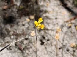 Image result for Utricularia tortilis