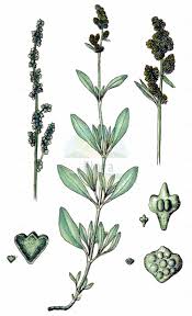 Image result for Kyphocarpa angustifolia