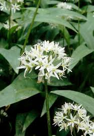 Image result for Allium ursinum