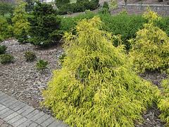 We did not find results for: Midwest Gardening Evergreen Index