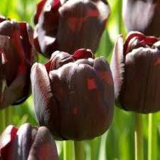 Most of the flowers are imported flowers. Black Tulip Paul Schrerer Top Quality Tulip Bulbs By Fam Flower Farm