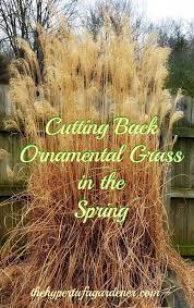 Trimming Ornamental Grasses A Bungee Cord Happiness Ornamental Grass Landscape Ornamental Grasses Tall Ornamental Grasses