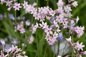 Image result for Tulbaghia alliacea