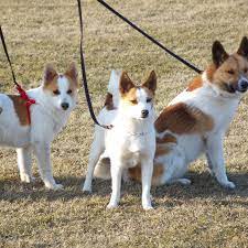 The norrbottenspets is an attentive and daring breed. Norrbottenspets Full Profile History And Care