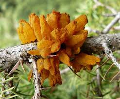 Image result for Gymnosporia pubescens