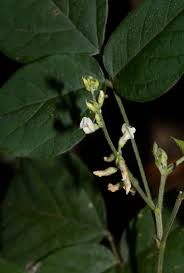 Image result for Neonotonia wightii