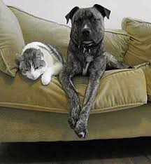 Attested since the 1500s in the sense indulged child and since the 1530s in the sense animal companion. Pet Wikipedia