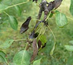 Maybe you would like to learn more about one of these? What Is Willow Scab Disease Learn How To Treat Willow Scab Disease Dummer Garden Manage Gfinger Es La App De Jardineria Mas Profesional