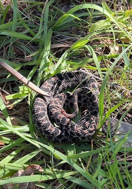 Rescuing a Pygmy Rattlesnake for Safety