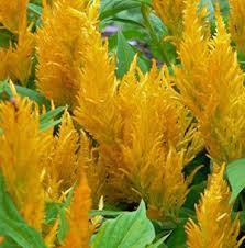 Fresh Look Yellow Celosia Google Search Flower Seeds Yellow Flowers Fall Flowers Garden