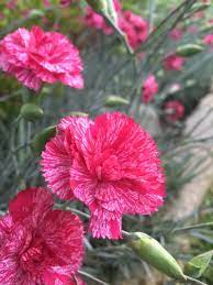 Cosmic Red Swirl Dianthus Monrovia Cosmic Red Swirl Dianthus Full Sun Reaches 12 To 16 In Tall And Wide Carnation Flower Flowers Nature Flowers