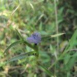 Image result for Cyanotis axillaris