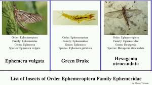 Image result for Ephemeridae