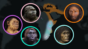 Seven Million Years Of Human Evolution