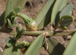 Image result for Talinum crispatulum