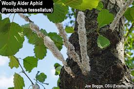 Image result for Allophylus whitei