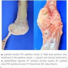 Fibula originally articulated with the femur with the popliteus tendon inserted. Pdf Popliteus Muscle An Antomical Study