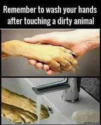 Minecraft memes dirty dirt memes gifs imgflip minecraft event memes mcmondaymemes twitter Remember To Wash Your Hands After Touching A Dirty Animal Meme Memezila Com