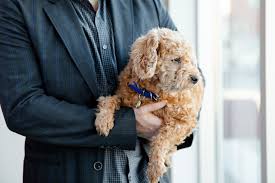 Call for appointment now · top quality pet care Vetster Raises 12 25m Cad To Revolutionize Global Pet Care Industry Business Wire