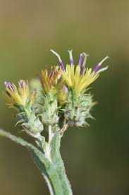 Image result for Dasylepis racemosa