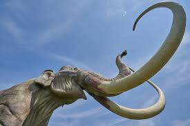Wo waren sie zu finden? Mammut Ausgestorben Stosszahn Kostenloses Foto Auf Pixabay