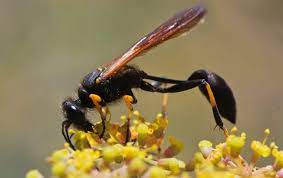 The list below showcases all bees, ants, wasps and similar insects related to the state/territory of texas currently in the insectidentification.org database. Your Guide To Northeast Texas Wasp Identification Star Pest Control