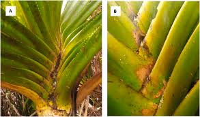 Image result for Pandanus candelabrum