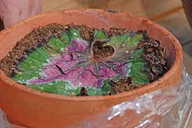 How To Start New Plants From A Begonia Leaf Expand Your Houseplant Collection With Leaf Cuttings Of Rex Angel Wing And Othe Plants Begonia Propagating Plants