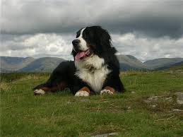Da wir schon einen großen hund haben, verfügen. Berner Sennenhund Schweizer Sennenhunde