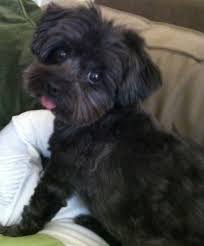 Black And White Yorkie Poo Puppies For Sale Betty Yorkiepoo Yorkie Poodle Yorkie Poo Haircut Yorkie Poo