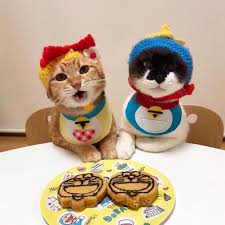 あみさん kibimomo instagram写真と動画 かわいい子猫 かわいいペット キュートな猫