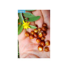 Image result for Grewia flava