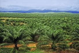Managing pests & diseases in sago palm. Plantations International Palm Oil