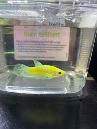 3,056,697) and cannot be used in connection. Giving The Glofish Betta A Shot Welcome Pistachio Chio Brando Bettafish