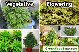 Cannabis Light Schedules Vegetative Vs Flowering Stage