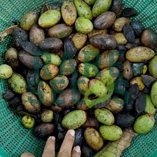 Image result for Canarium