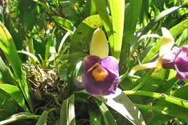 We did not find results for: Orchideen Garten Monteverde 5