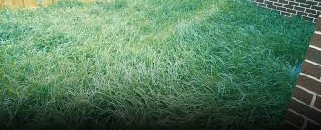 Best local lawn mowing service near me. Lawn Mowing Service Melbourne Cheap Gardening Lawn Care Services Grass Cutting Price