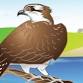 NY State Ornithological Association 2025 Conference