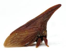 Image result for Rhamphicarpa brevipedicellata