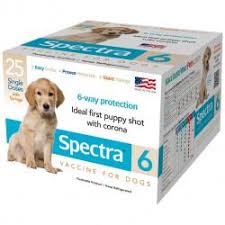 In very rare instances, some vaccines may cause adverse effects in puppies that are typically unpredictable. Administering Canine 6way Single Dose Puppy Vaccine Lovetoknow