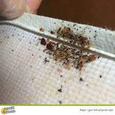 Treating bed bugs involves a number of important steps, starting with proper identification! What Do Bed Bugs Look Like Bed Bugs Images Signs Of Bedbug Infestation