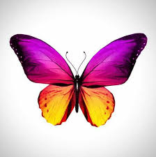 Mariposa Morada Imagenes De Mariposas Dibujos De Mariposas Como Dibujar Mariposas Dos mariposas florales multicolores, mariposas dibujo pintura, mariposas png clipart. mariposa morada imagenes de mariposas