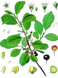 Image result for Rhamnus prinoides