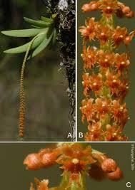 Image result for Oberonia