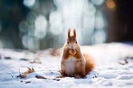 See more of die schönsten winterbilder on facebook. Bilder Von Eichhornchen Nagetiere Winter Orange Rot Schnee 4928x3280